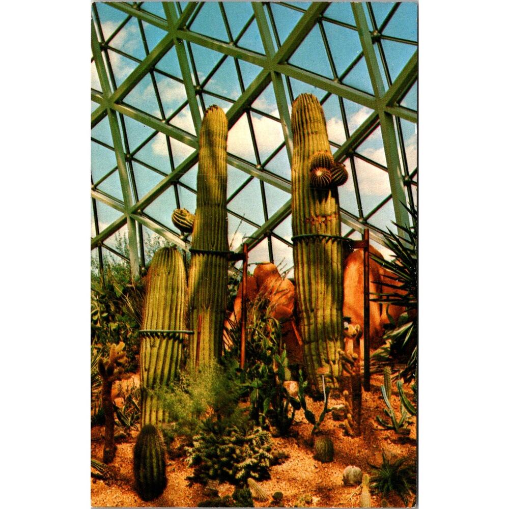 Giant Saguaro Cactus Commonly Found in Arizona Vintage Postcard SP10-17
